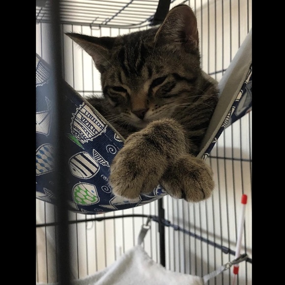 NEW Comfortable Hanging Adjustable Pet Hammock Bed for Cats/Small Dogs/Rabbits - Picture 10 of 13